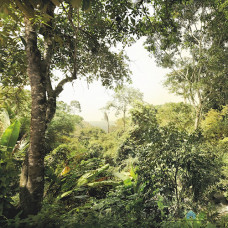 Флизелиновые фотообои в зал Komar 4-XXL4-024 Dschungel, 368х248 см