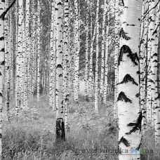 Флизелиновые фотообои в зал Komar XXL4-023 Woods, 368х248 см