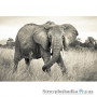 Флизелиновые фотообои в зал Komar XXL4-529 Elephant, 368х248 см