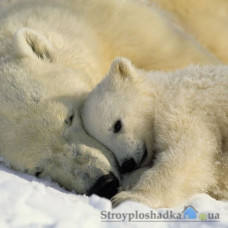 Фотообои в детскую Komar National Geographic 1-605 Polar Bears, 184х127 см