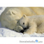 Фотошпалери в дитячу Komar National Geographic 1-605 Polar Bears, 184х127 см 