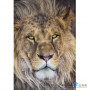 Фотообои в зал Komar National Geographic 1-619 Lion, 127х184 см