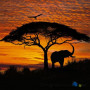 Фотошпалери в спальню Komar National Geographic 4-501 African Sunset, 194х270 см 