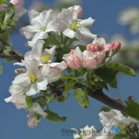 Фотообои на кухню Komar 8-735 Primavera, 368х254 см