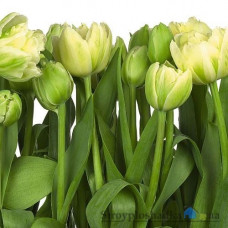 Фотошпалери в спальню Komar 8-900 Tulips, 368х254 см 