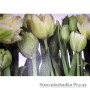 Фотообои в спальню Komar 8-900 Tulips, 368х254 см