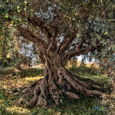 Фотошпалери в зал Komar 8-531 Olive Tree, 368х254 см 