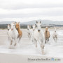 Фотошпалери в зал Komar 8-986 White Horses, 368х254 см 