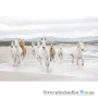 Фотообои в зал Komar Komar 8-986 White Horses, 368х254 см