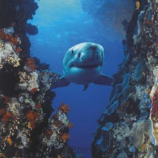 Фотообои в детскую Komar 2-1002 Shark, 92х202 см