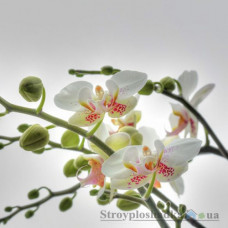 Фотошпалери в зал Komar National Geographic 1-608 Orchidee, 184х127 см 