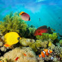 Флизелиновые фотообои в детскую Wizard & Genius 4-860 Морские кораллы, 366х127 см