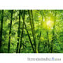 Фотообои на кухню Wizard & Genius 8 00123 Bamboo Forest, 366х254 см