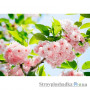 Фотообои в спальню Wizard & Genius 8 00133 Sakura Blossom, 366х254 см