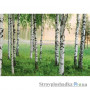 Фотообои в спальню Wizard & Genius 8 00290 Nordic Forest, 366х254 см
