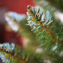 Искусственная ель Авалон Европейская Рождественская с белыми кончиками, 1.9 м