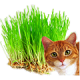 Насіння трави для котів