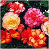 Насіння бегонії